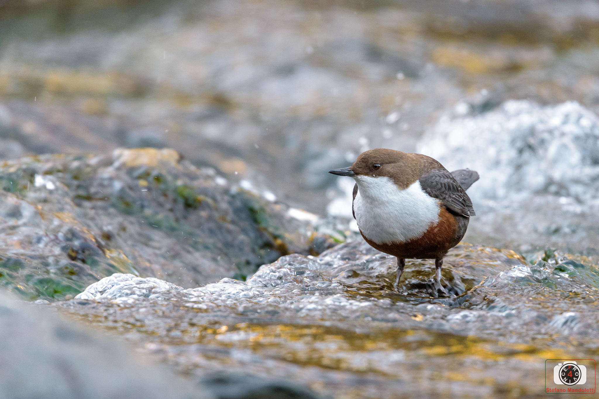 Merlo Acquaiolo - Cinclus cinclus