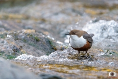Merlo Acquaiolo - Cinclus cinclus