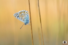 Argo azzurro - Polyommatus icarus