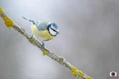 Cinciarella - Cyanistes caeruleus