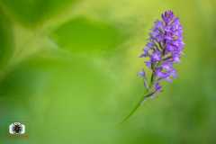 Anacamptis-pyramidalis.Orchidea.Oiramidale