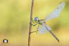 Sympetrum fonscolombii, libellula