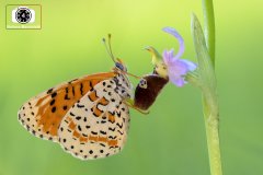 Melitaea didyma su Ophrys holosericea